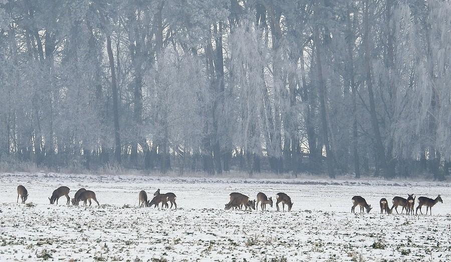 Sarenek jak zwykle nie zabrakło