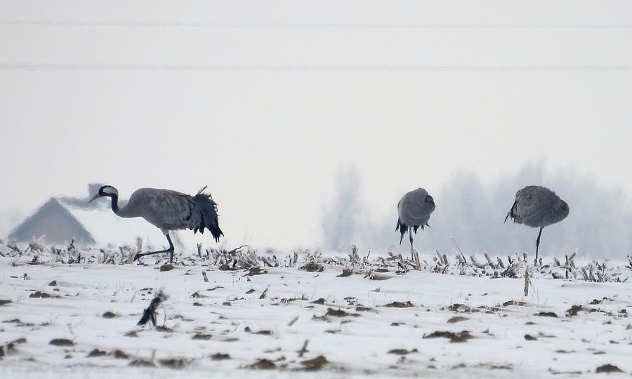Zmarznięte żurawie