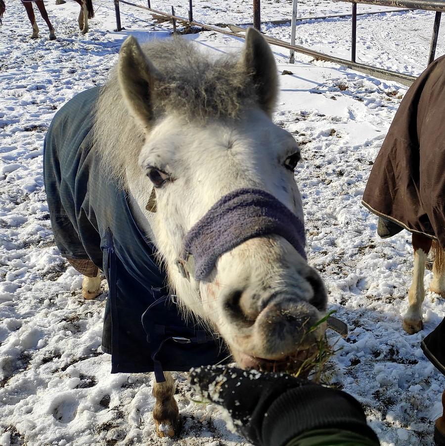 Tapir, wersja PL :)