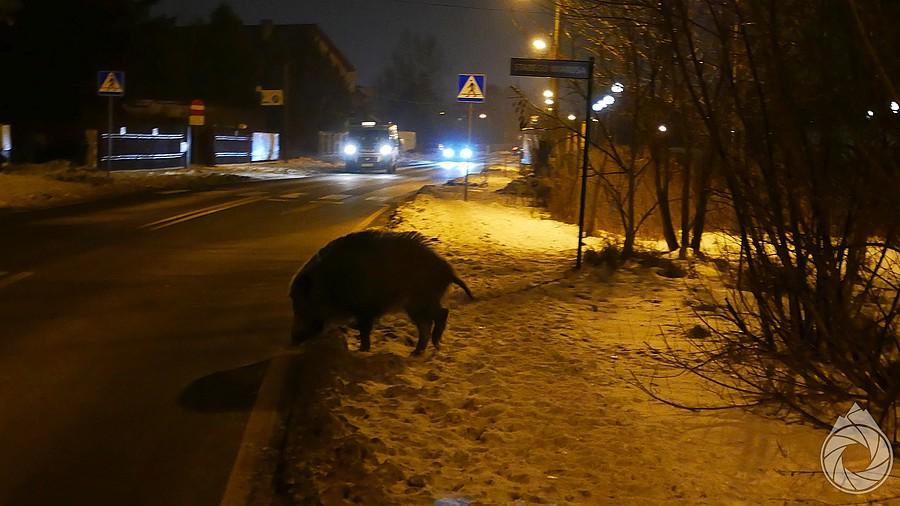 przyjechała policja i rozgoniła nielegalne zgromadzenie (6 osobników)