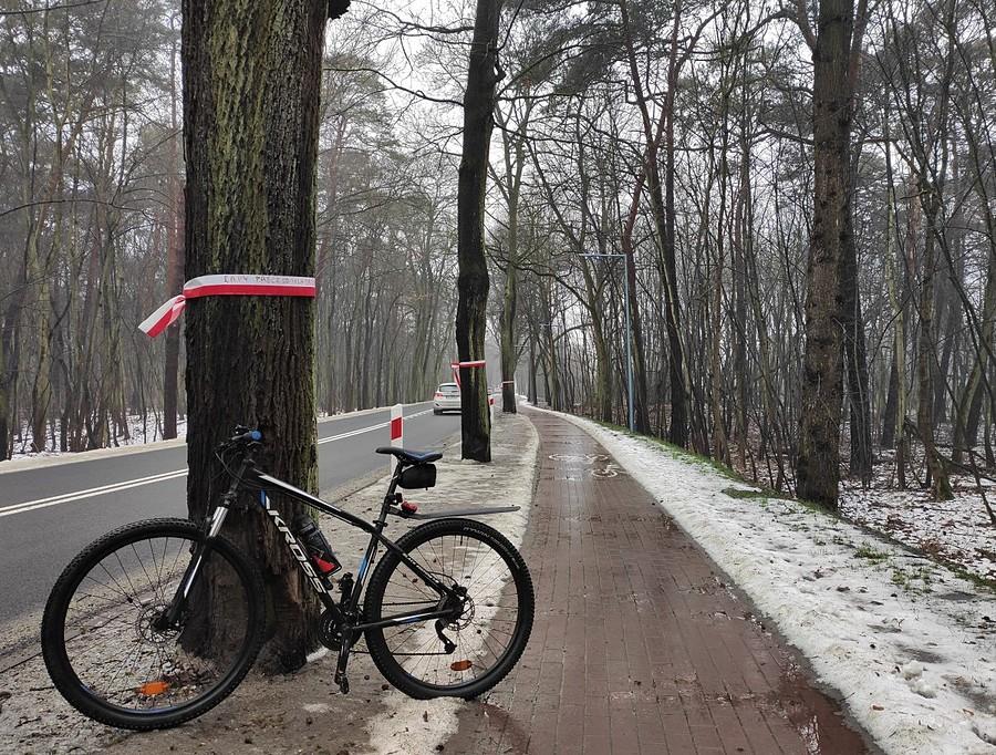 Śmieszka w Puszczykowie znów oflagowana. Czyżby ponownie ryzyko wycinki?