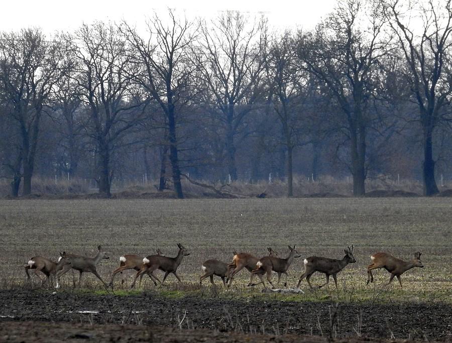 Całkiem spore stadko, już nie brodzące w śniegu