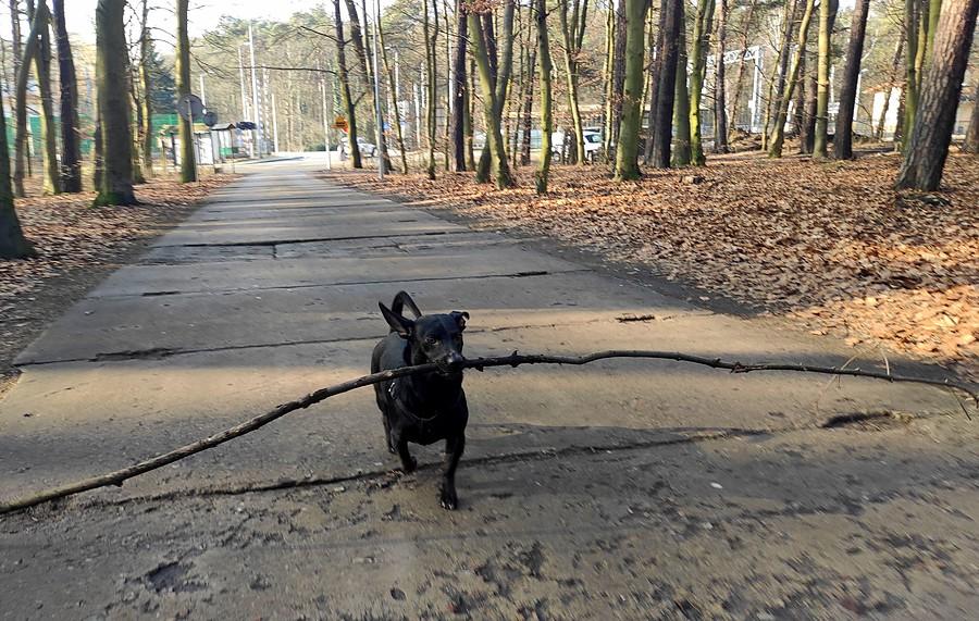 Pierwszy lepszy kijek na początek spaceru :)