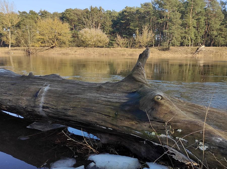 Potwór z Loch Ness, wersja wielkopolska? :)
