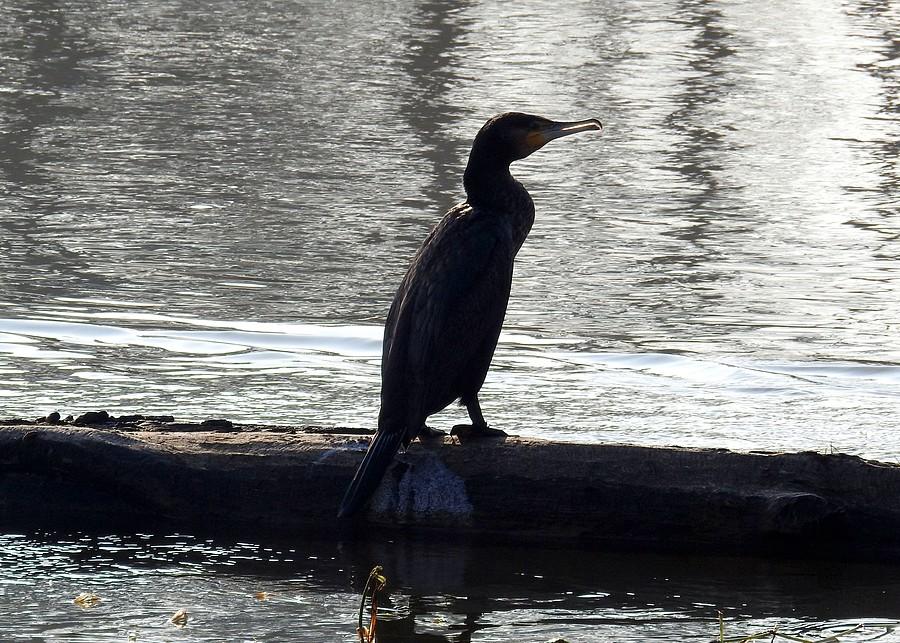 Spokojny kormoran