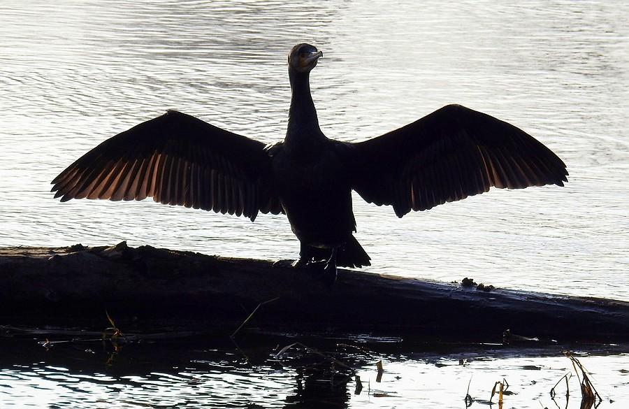 Kormoran suszy pióra