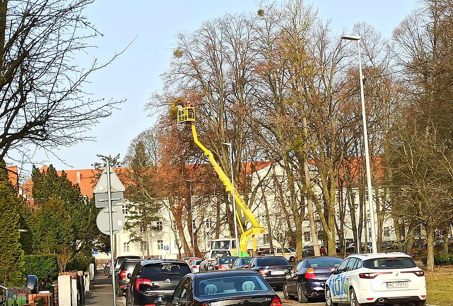 Na mojej ulicy - przycinanie konarów.