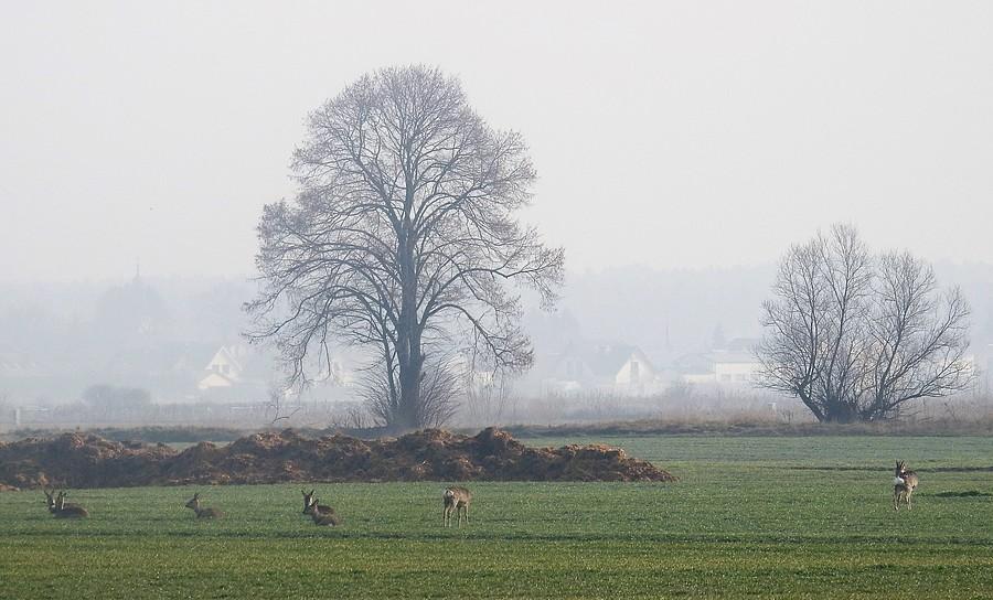 Stadko saren przy słabej widoczności
