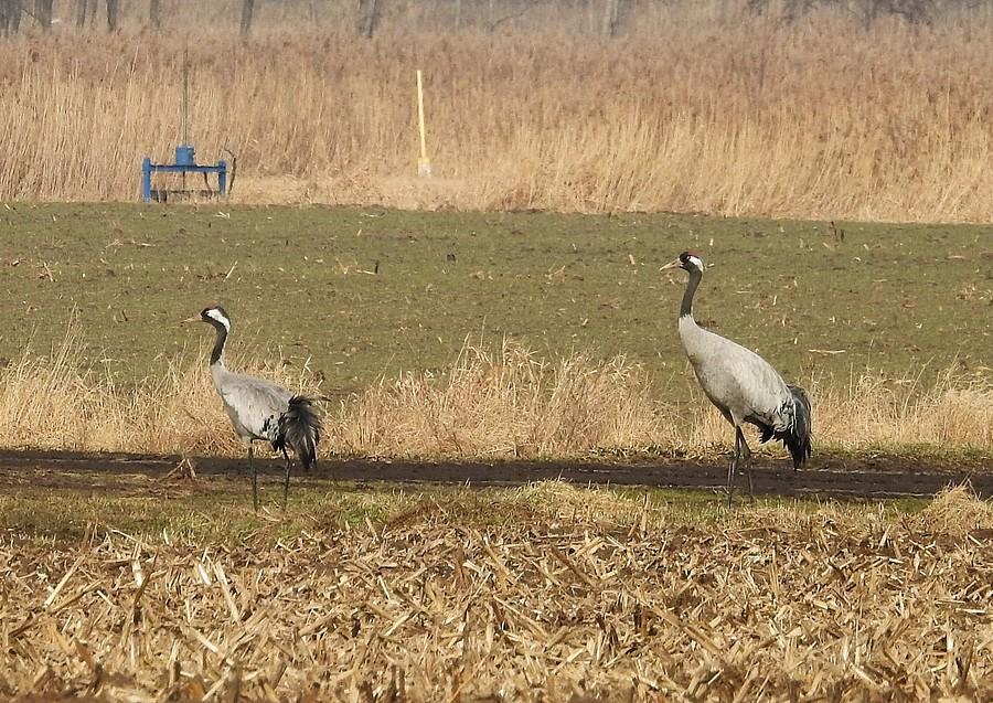 Żurawi duet, drugi tego dnia