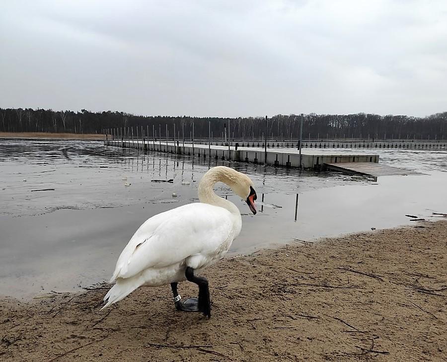Zawiedziony łabędź. Przykro mi, ale nie miałem przy sobie żadnego żarełka :(