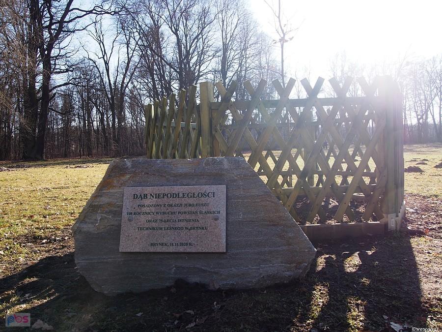 Dąb Niepodległości