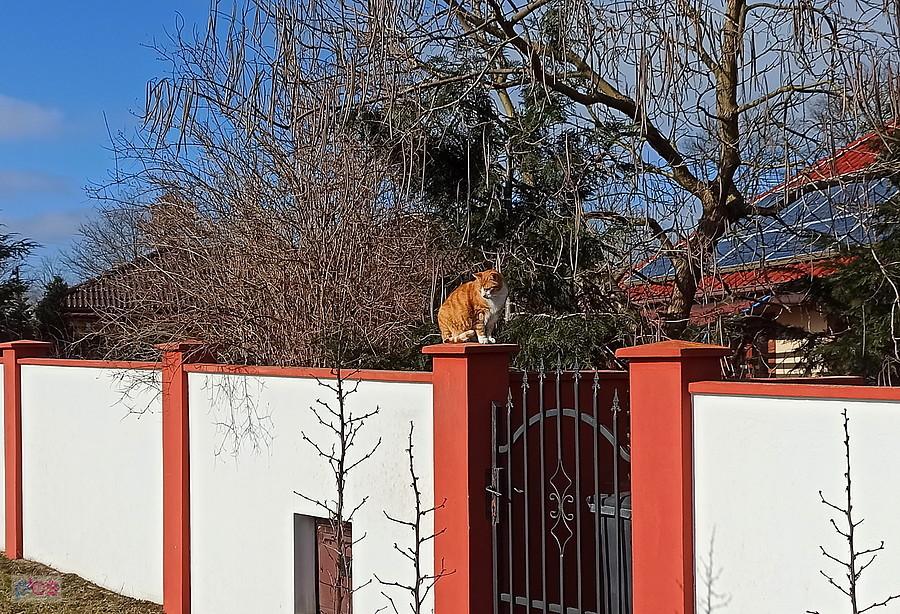 Kotek z Grzepnicy.