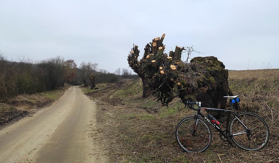 Przycięte wierzby za Lisówkami