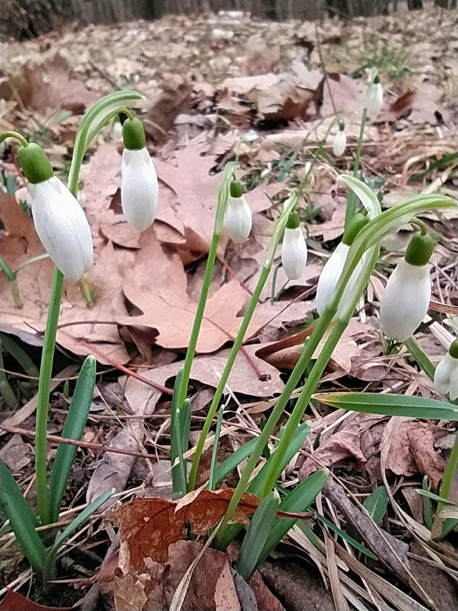 Przebiśniegi w Lasku Aniołowskim I.