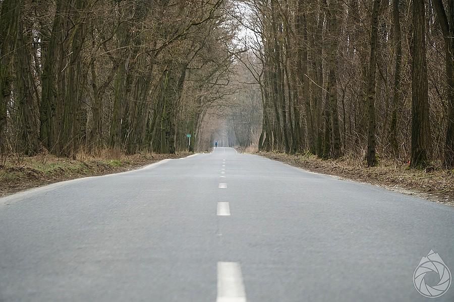 przez mroczne lasy Wielkopolski