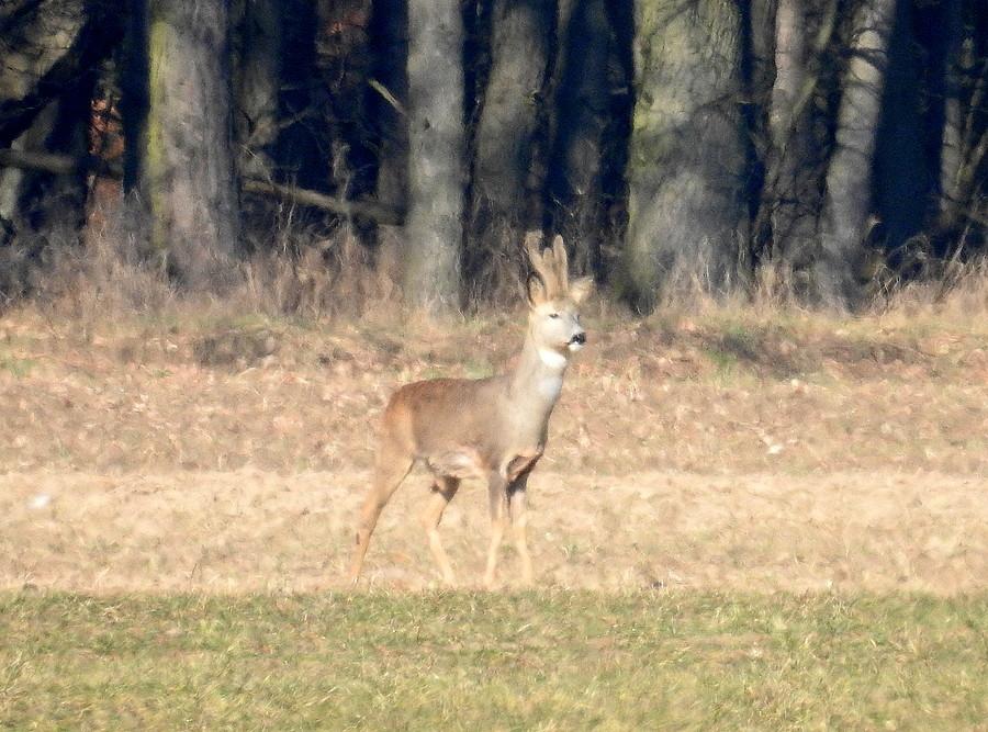 Był tak daleko, że ledwo zoom go złapał. I moje oczy :)