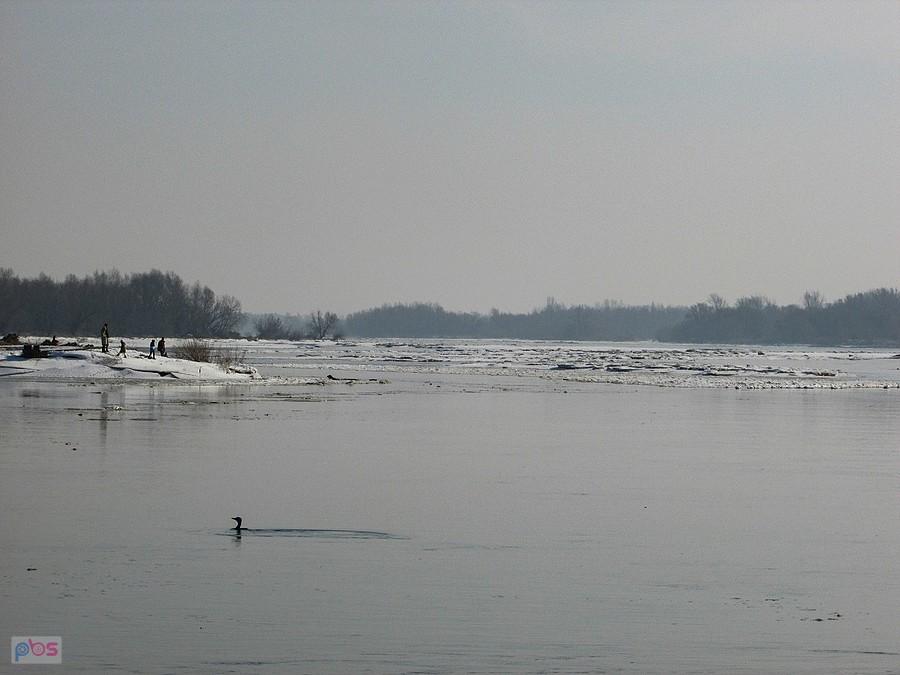 Wisła na wysokości Ostrówka, widok w górę rzeki