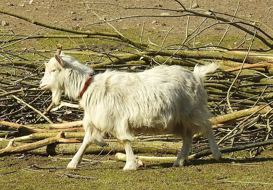 Kozioł biegnie na obiad