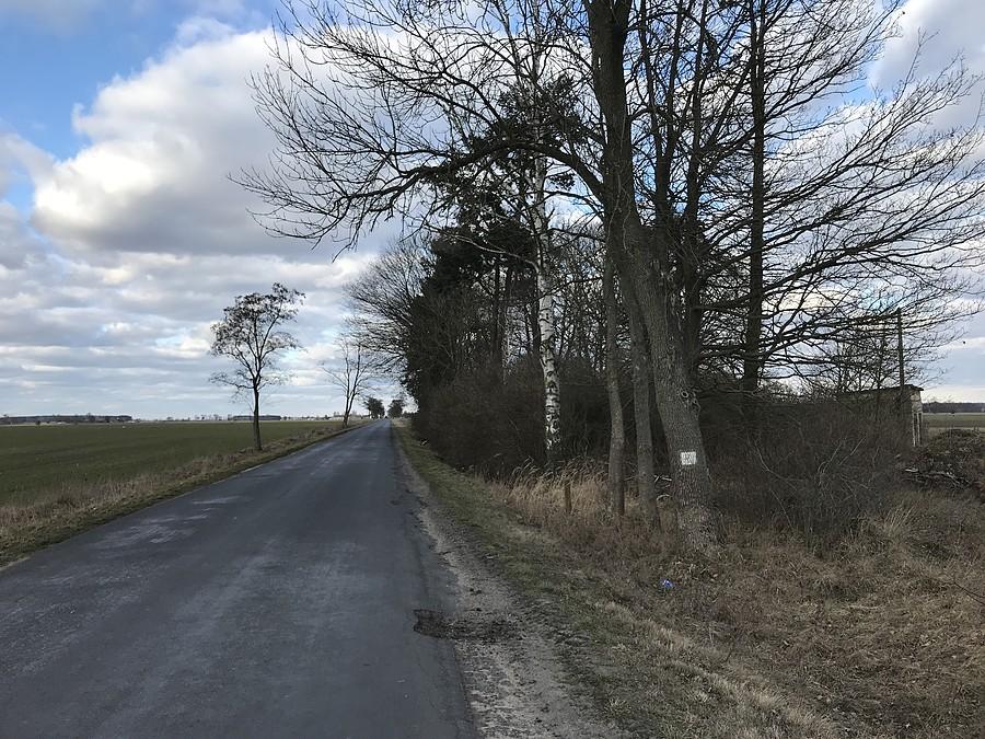 Tarnówko - zarośnięty cmentarz ewangelicki