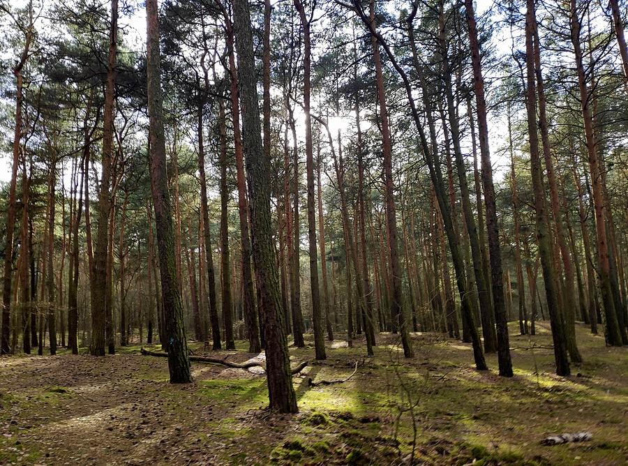 Między drzewani Wielkopolskiego Parku Narodowego