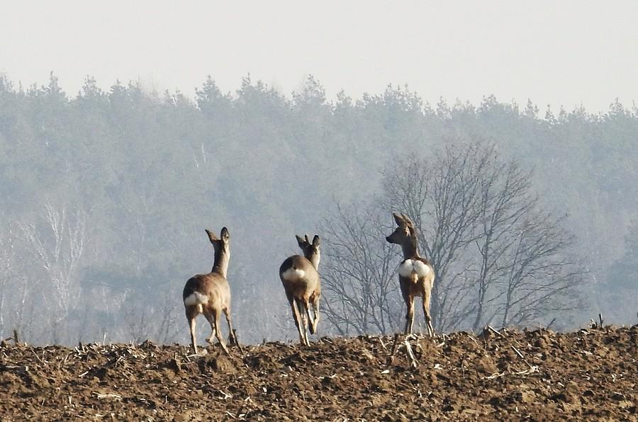 Ty, nie odwracaj się, on celuje w nas jakąś lunetą!