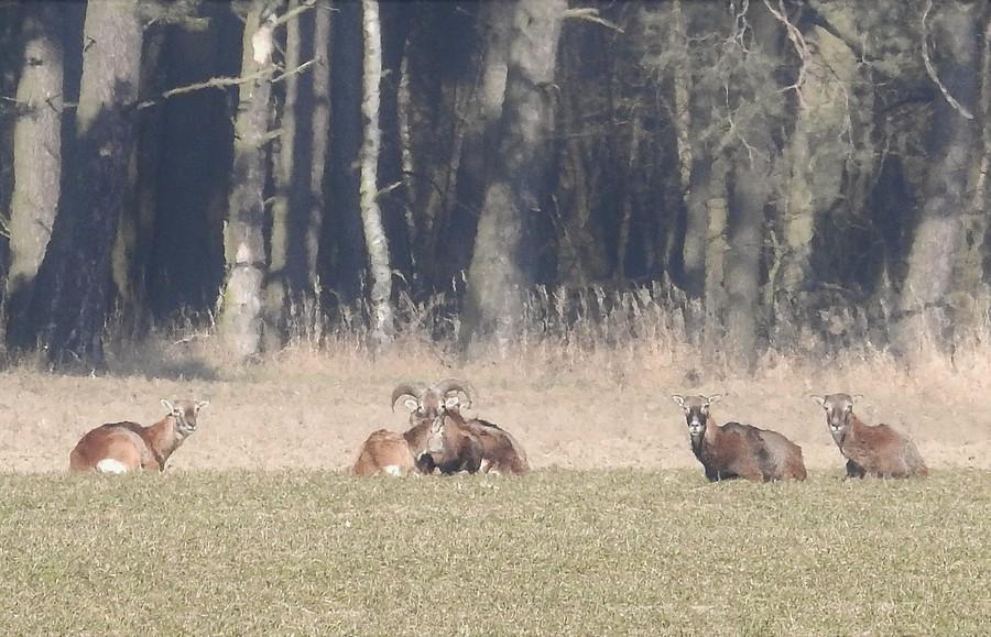 Dzikie muflony odpoczywające na skraju lasu