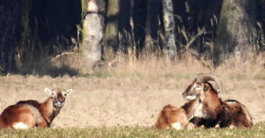 Muflony w największym możliwym zoomie, więc jakość tragiczna