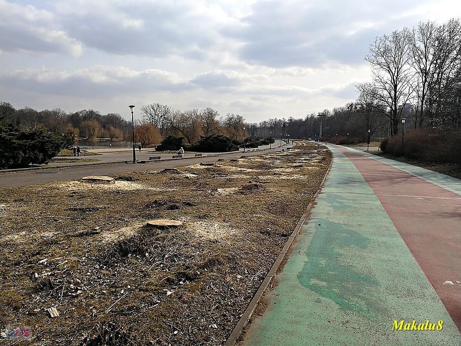 Odmładzanie drzewostanu w Parku Śląskim