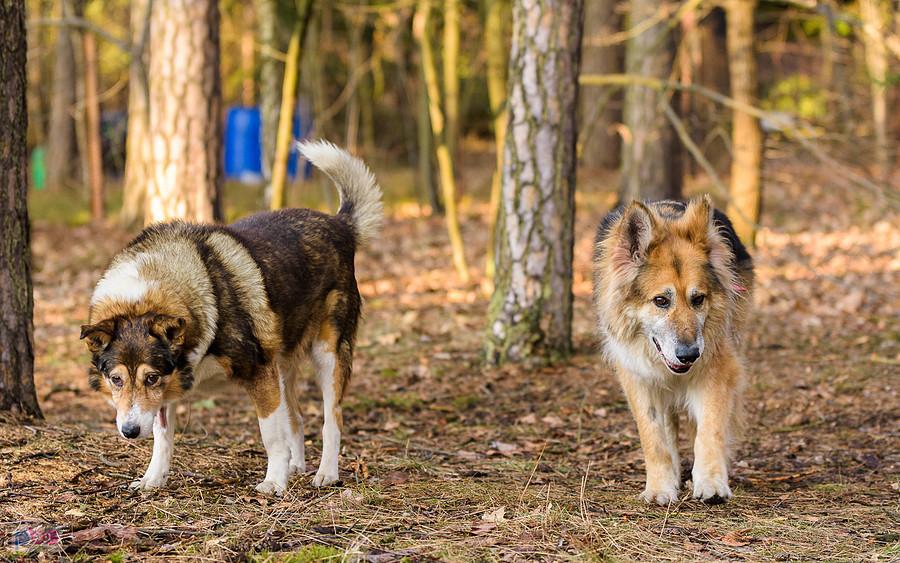 Elfik i Eryk
