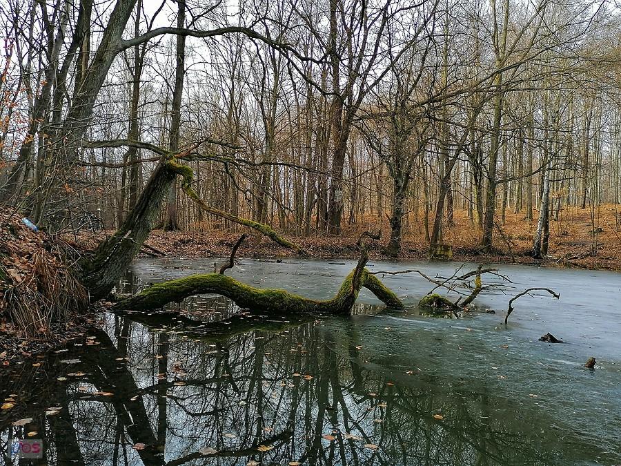 Miechowicka Ostoja Leśna