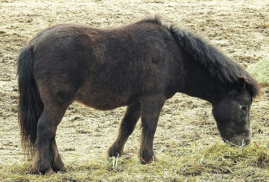 Konik w wersji mini