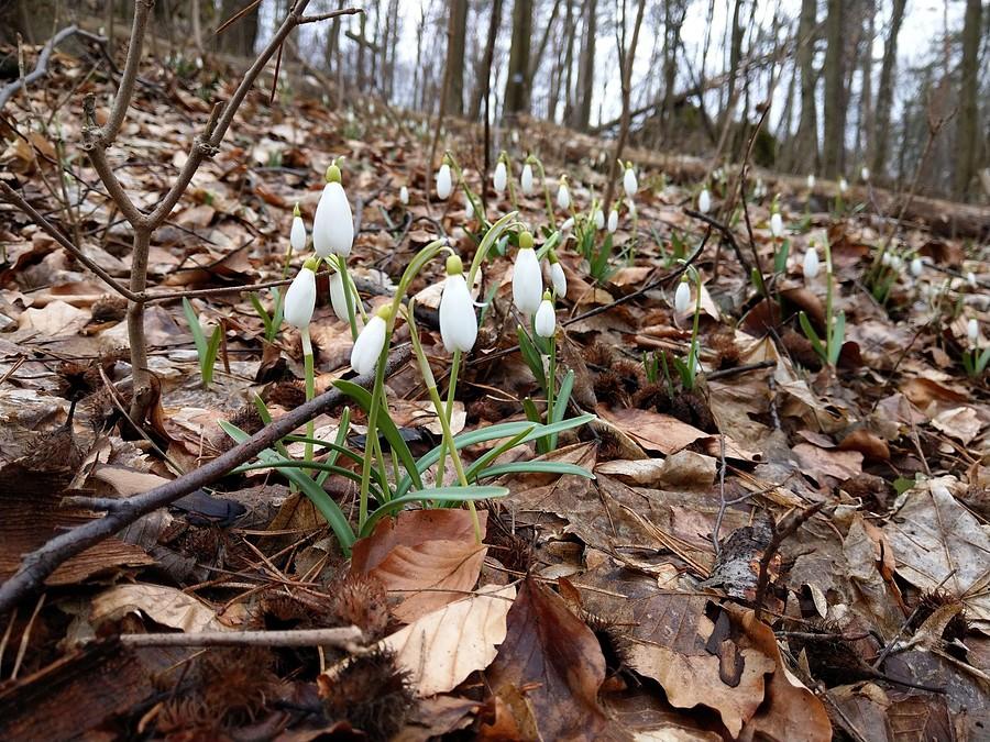 Przebiśniegi w Ostrężniku