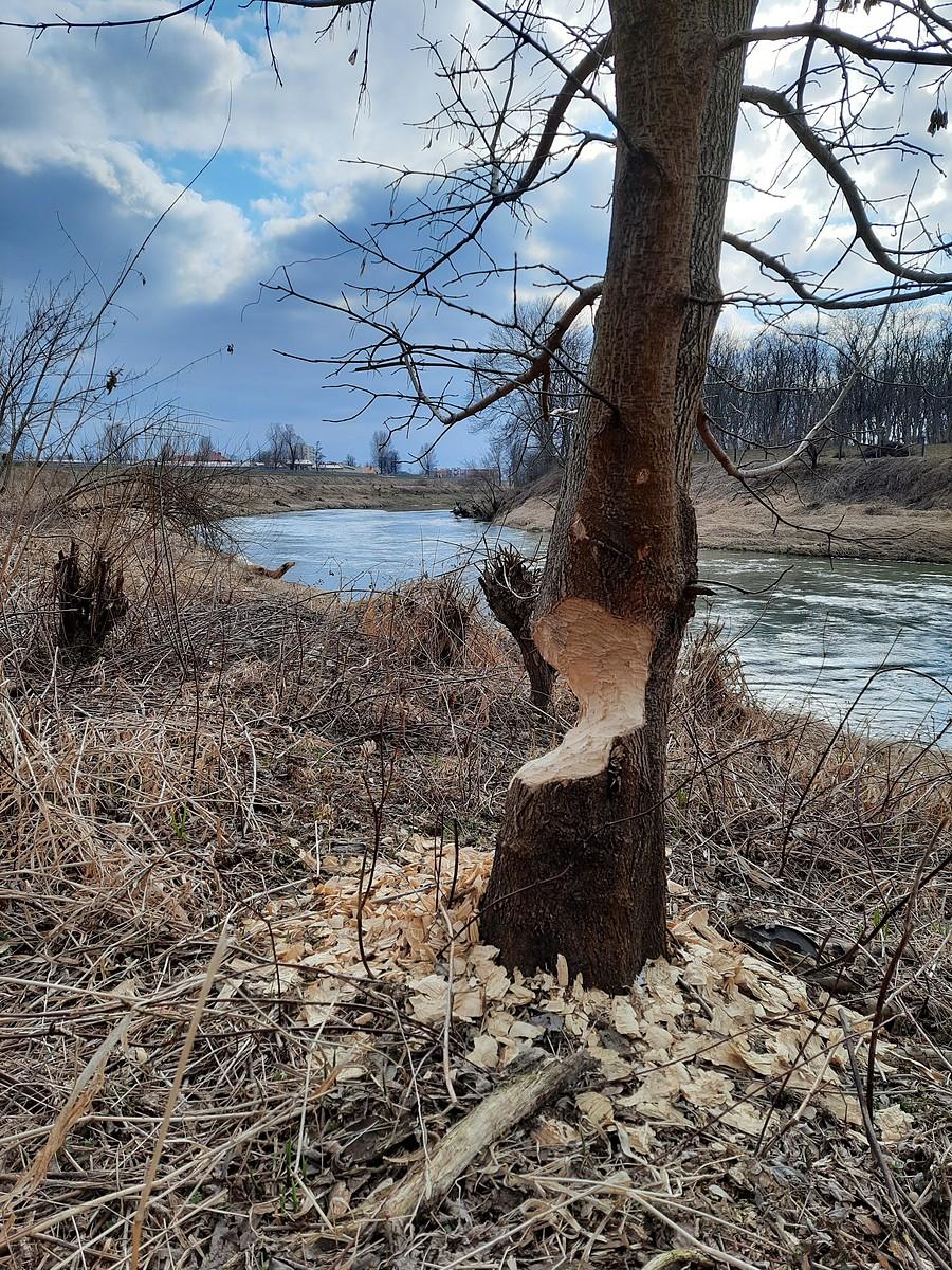 Wycinka nad Wisłokiem.