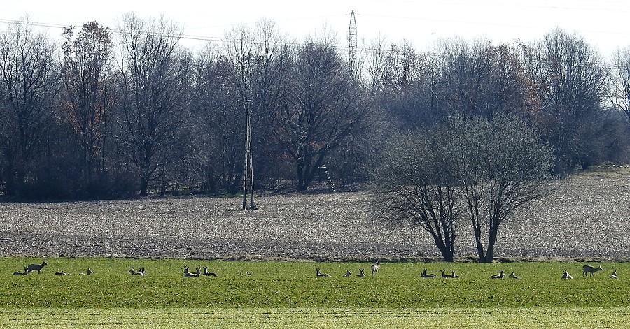 Te kropki to spore (prawie trzydzieści sztuk) stadko saren