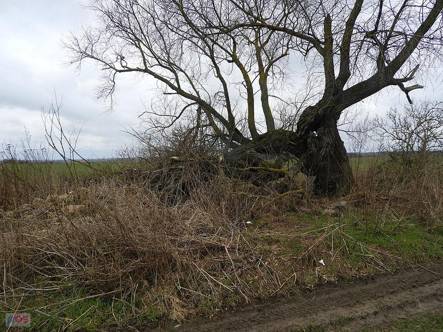 To także z wycieczki w kierunku Bobolina.