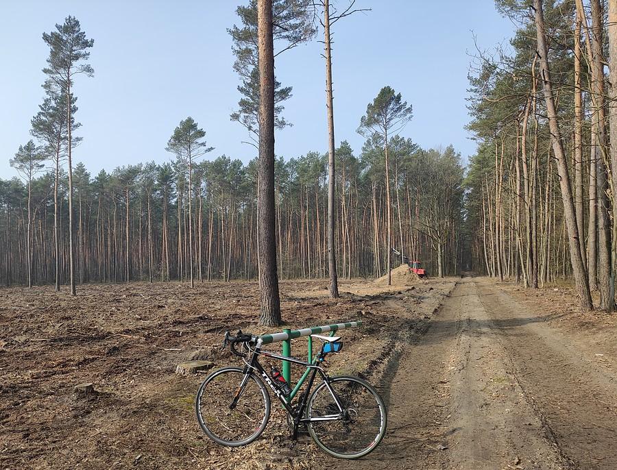 Wycinka. wycinka, czyli Polska, mieszkam w Polsce...