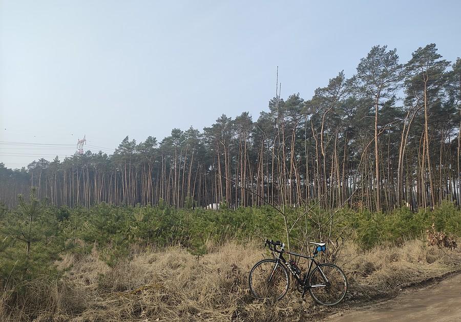Lasy Państwowe walczą z monokulturą sadząc... kolejną monokulturę