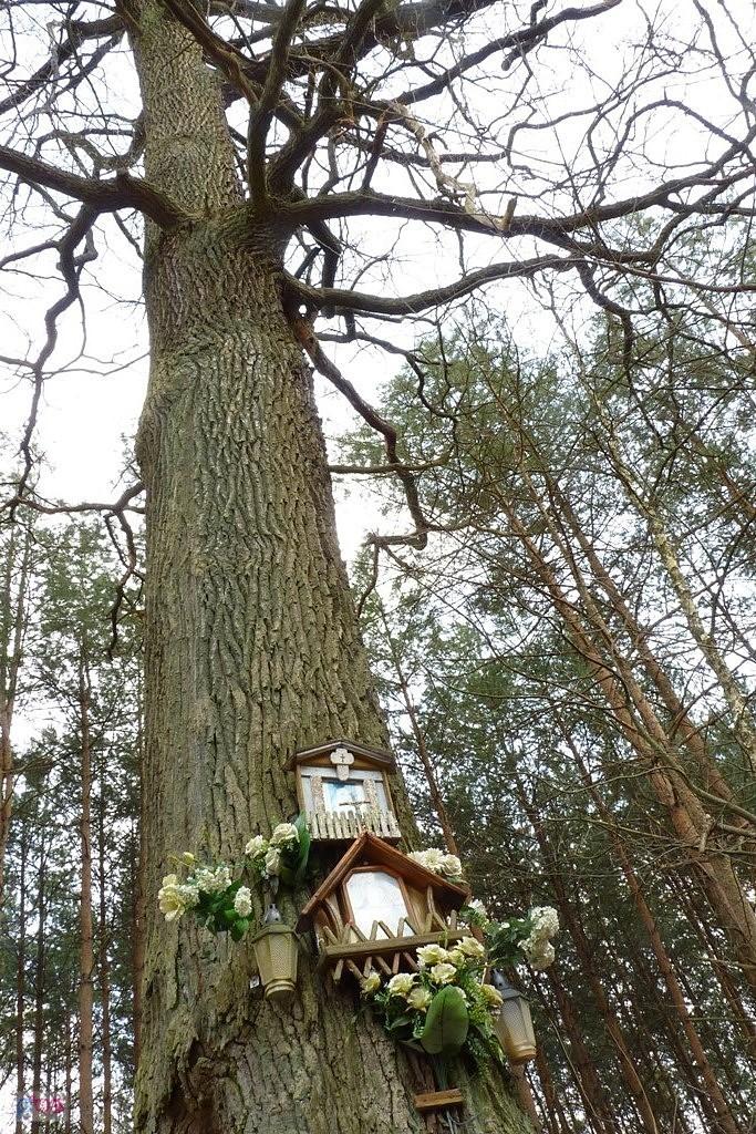 święte drzewo