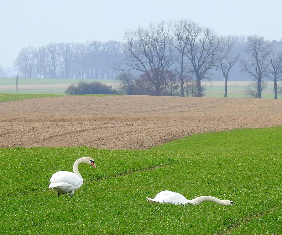 Łabędzie na polu