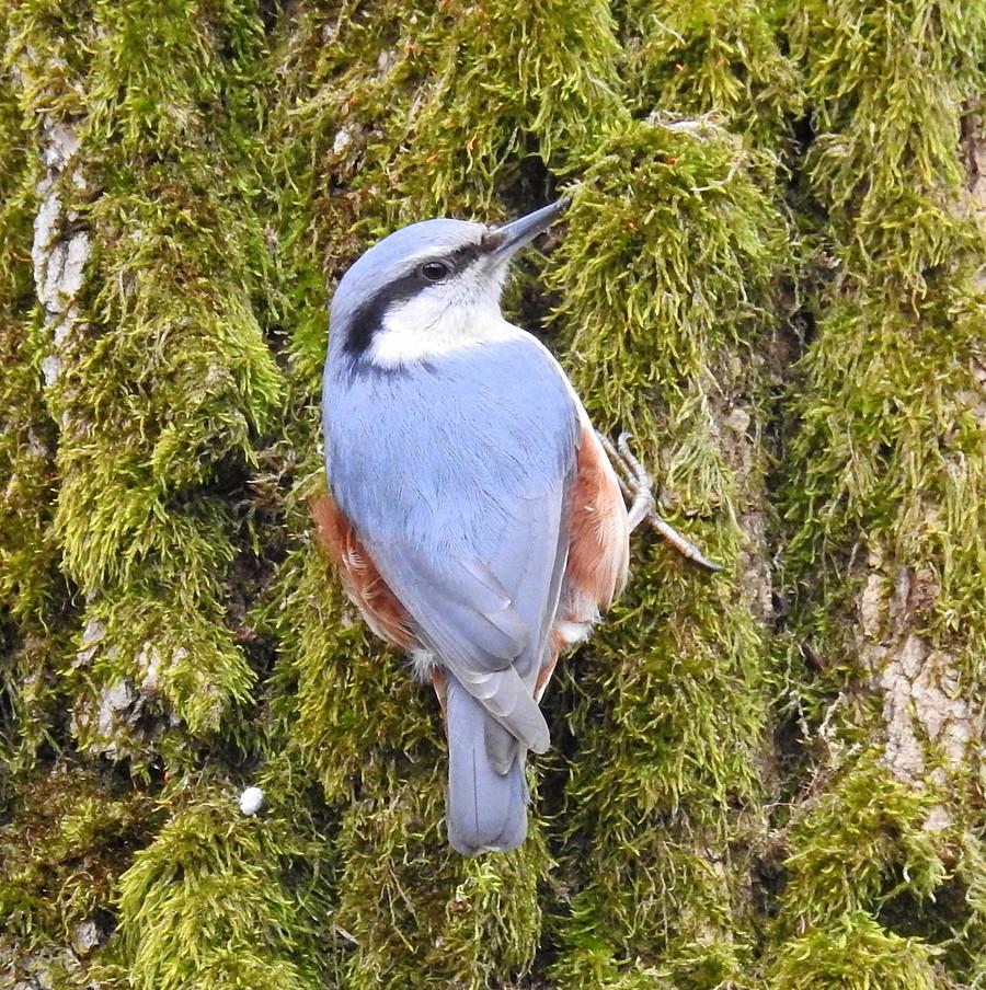 Kowalik na drzewie