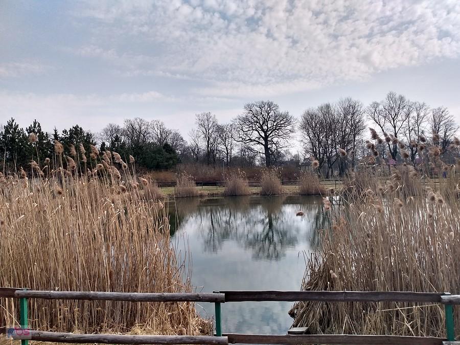 Staw w Borzęcinie