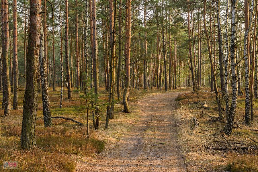 Droga za stacją Częstochowa Mirów - w pobliżu osady Bloki Kolejowe