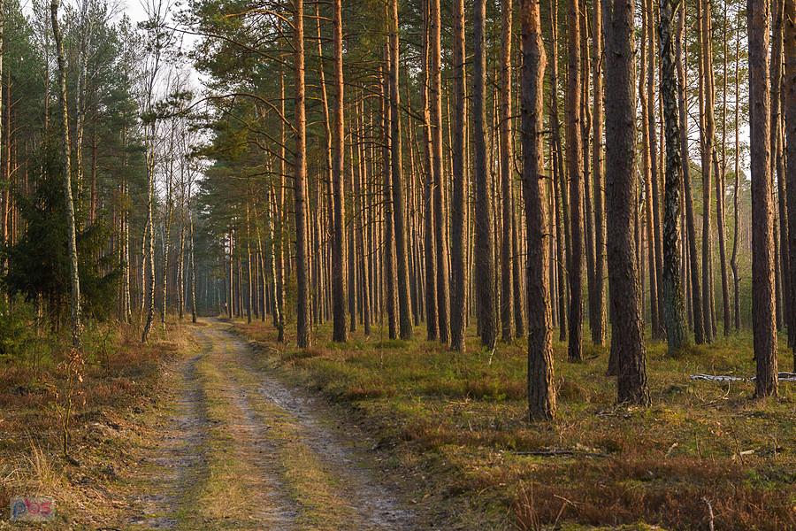 Droga pożarowa nr 14 z Częstochowy do Poraja - odcinek na wysokości miejscowości Osiny