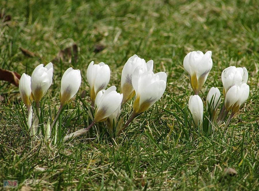 Białe krokusiki