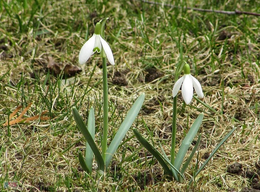 Śnieżyczka przebiśnieg