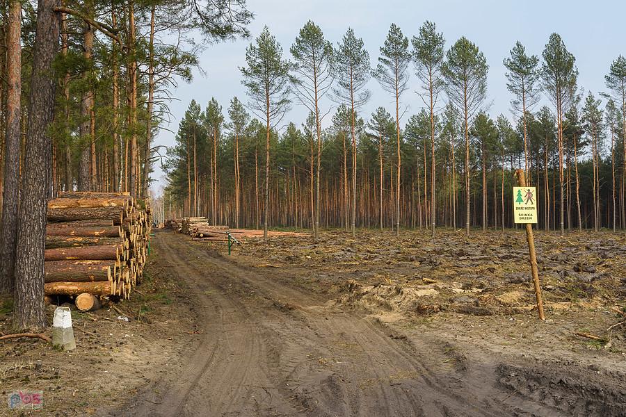 Wycinka na przeciwko zbiornika wodnego "Poraj", po wschodniej stronie.
