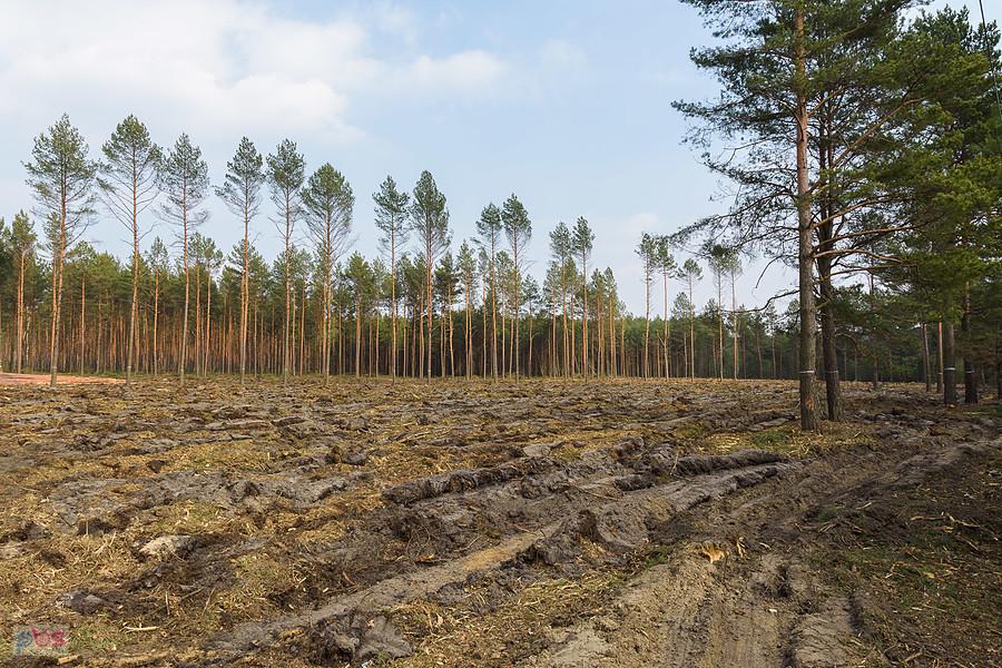 Wycinka na przeciwko zbiornika wodnego "Poraj", po wschodniej stronie.