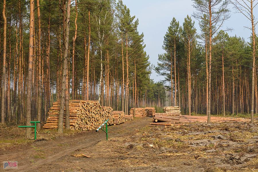 Wycinka na przeciwko zbiornika wodnego "Poraj", po wschodniej stronie.