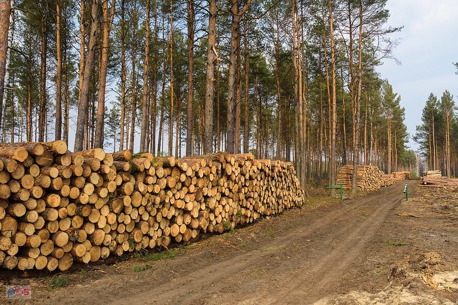 Wycinka na przeciwko zbiornika wodnego "Poraj", po wschodniej stronie.