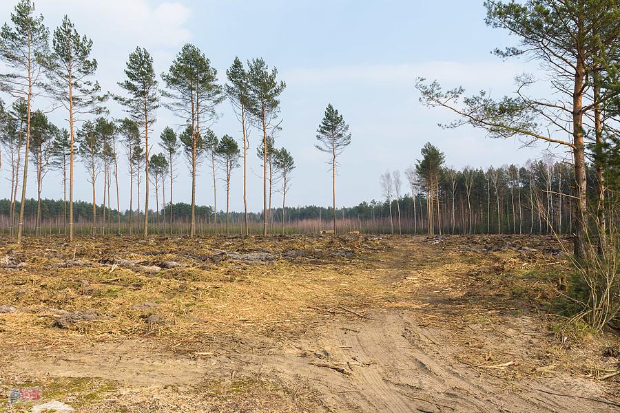 Wycinka na przeciwko zbiornika wodnego "Poraj", po wschodniej stronie.